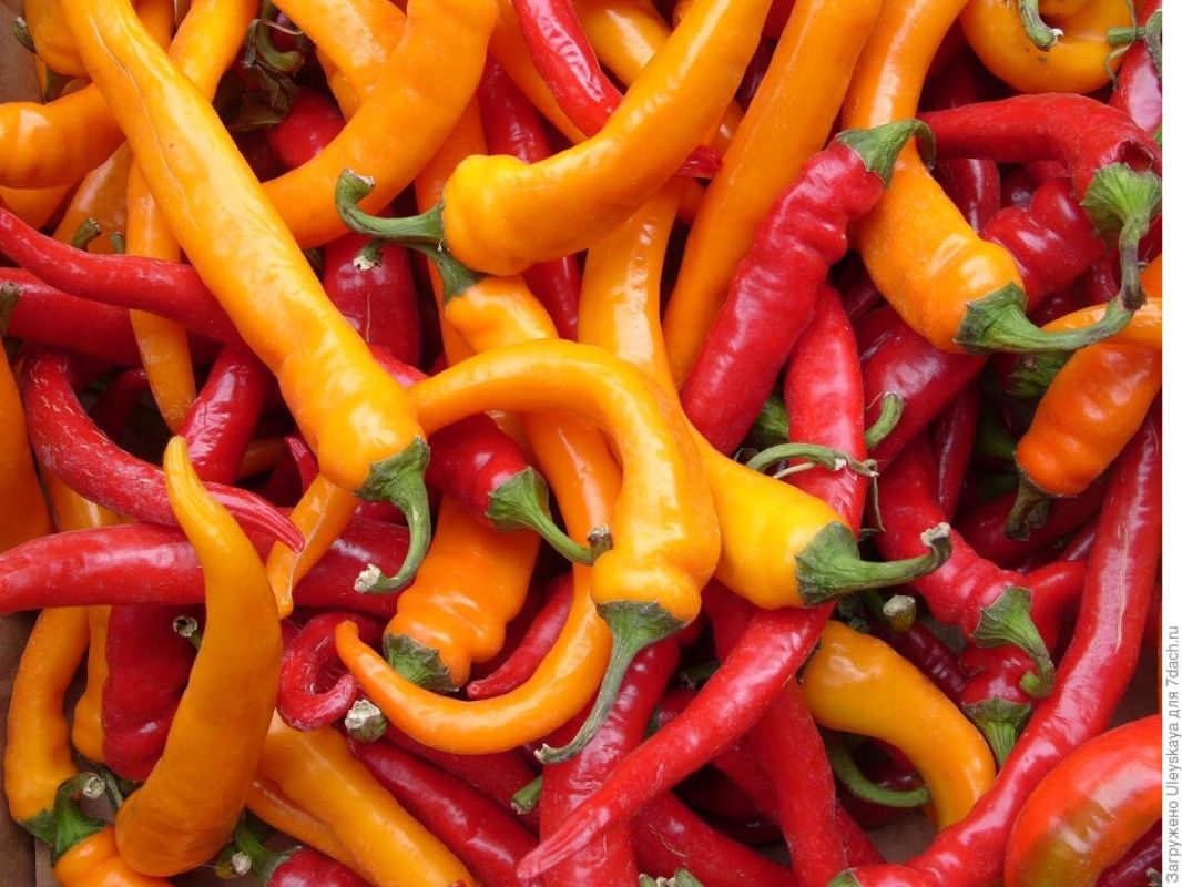 Острые перцы: полезные свойства и новый взгляд на уютный ужин