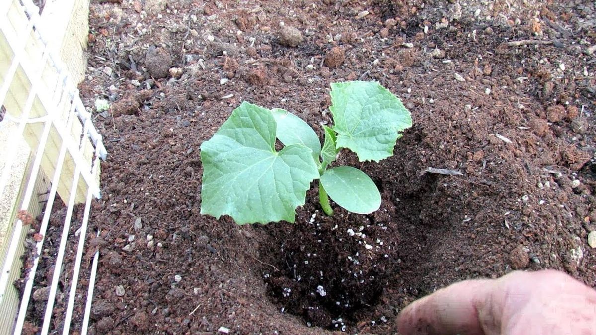 ������ ��� �������: 5 ��������, ��� � 2026 ���� �� ����� ������������������ ��� �������