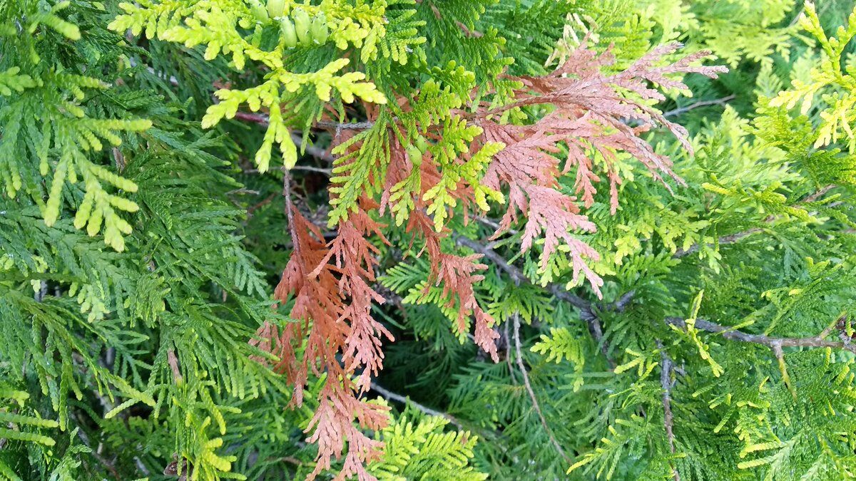 ������ ��� ������� � ��� ������