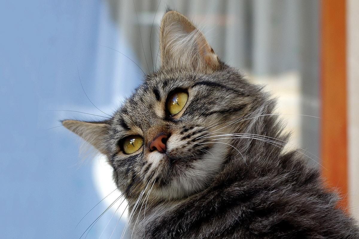 ��� ������� ����� ������ �� �������: �������� ������ ��������