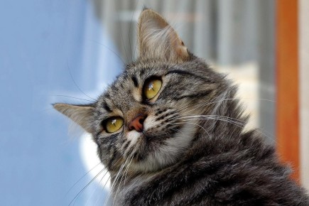 ��� ������� ����� ������ �� �������: �������� ������ ��������