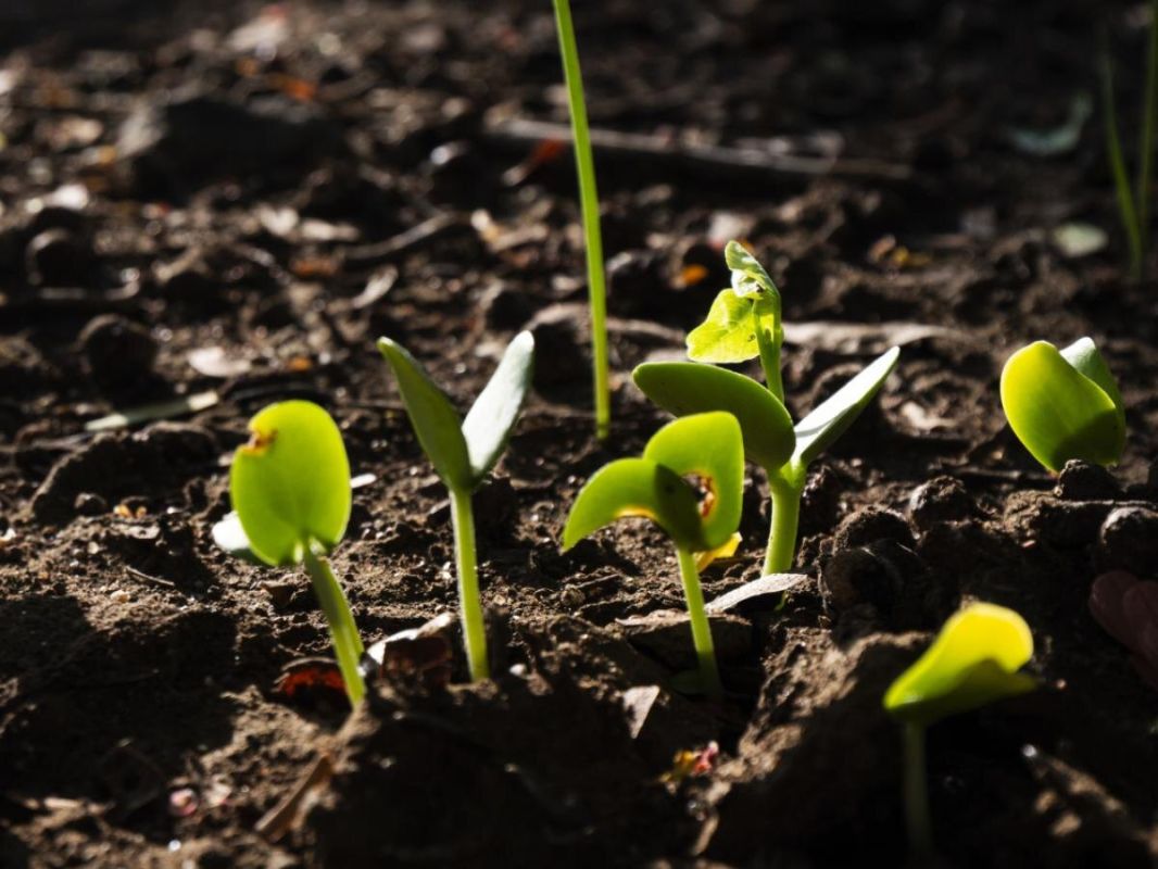 Креативный способ борьбы со слизнями: пивные ловушки на вашем участке