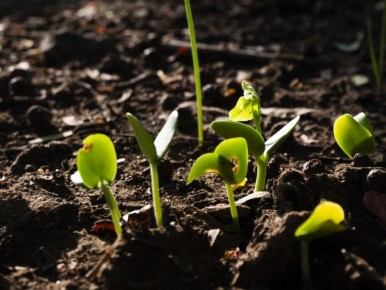 ���������� ������ ������ �� ��������: ������ ������� �� ����� �������