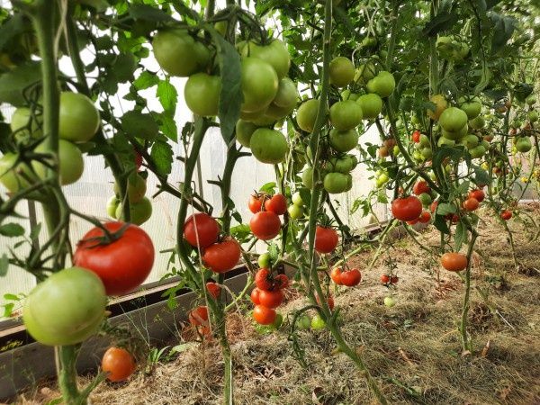 Сирень и клематис: Уход за растениями и секреты успешного цветения