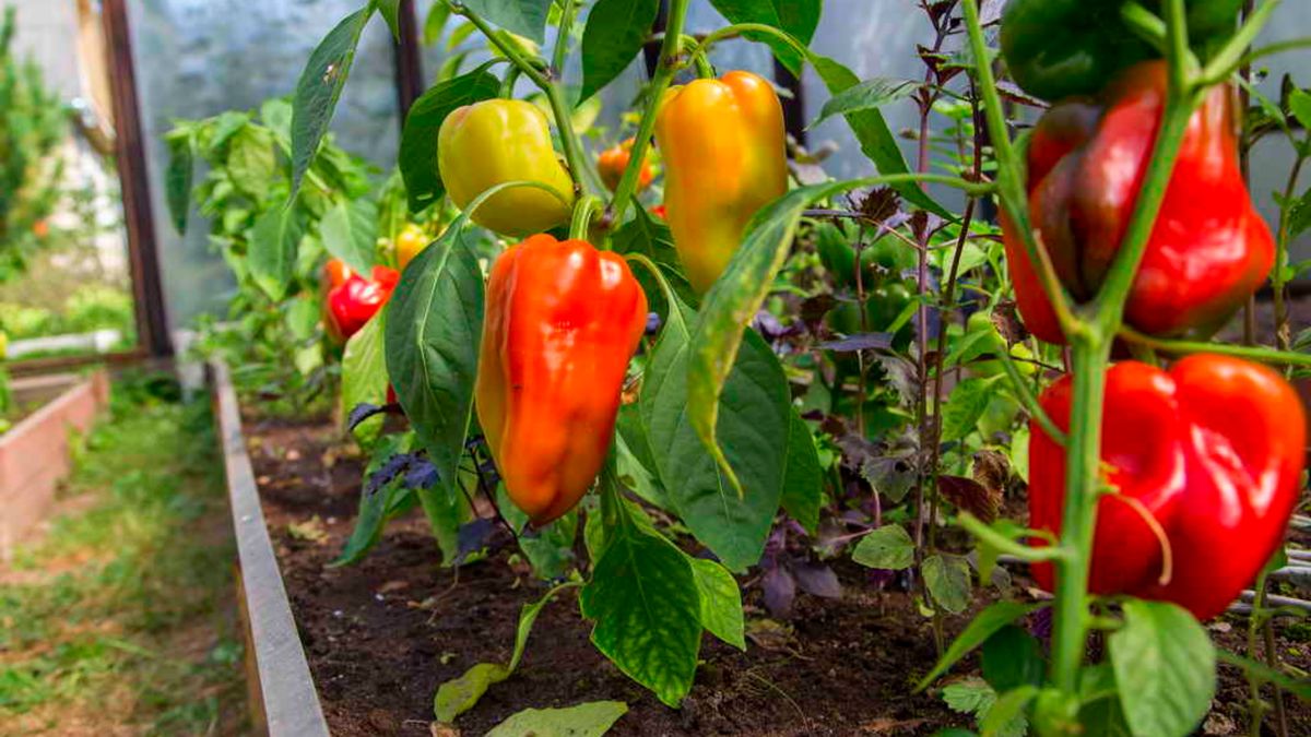 ������������ ����������: ��� �������� ���������� ������ �����