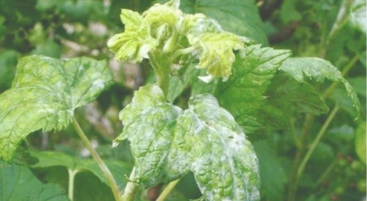 ����������� ������� ��� ������ � ��������� �����: �������� �������� ��� ���������