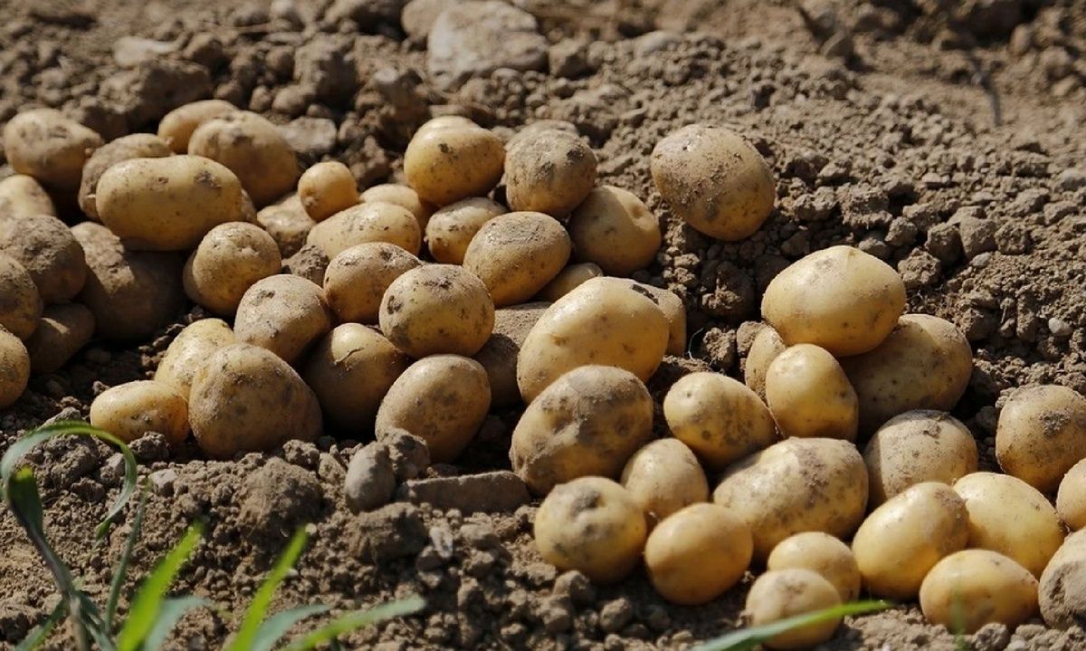 ���������� �� ������������ ����������: ��� ������������� ������ ������