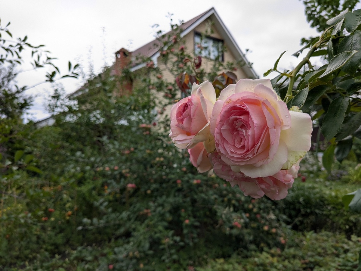 Как избавиться от стереотипов о дачах: современный взгляд на садоводство