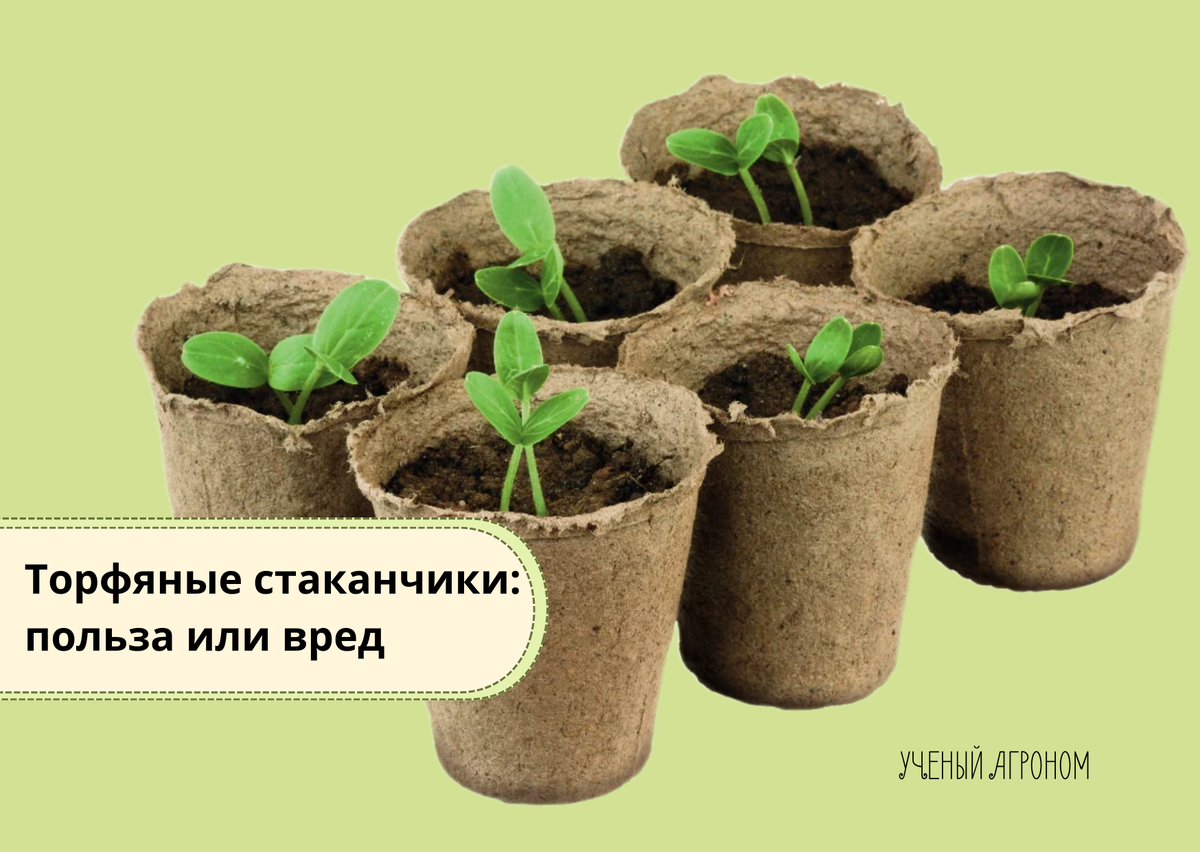 Торфяные стаканчики: полезный инструмент или источник проблем для садоводов?