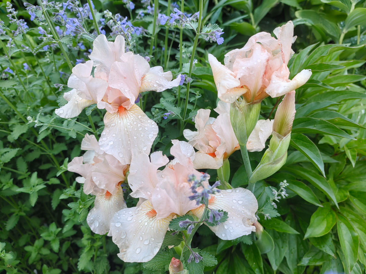 Садоводам на заметку: как избежать потерь от осенних заморозков