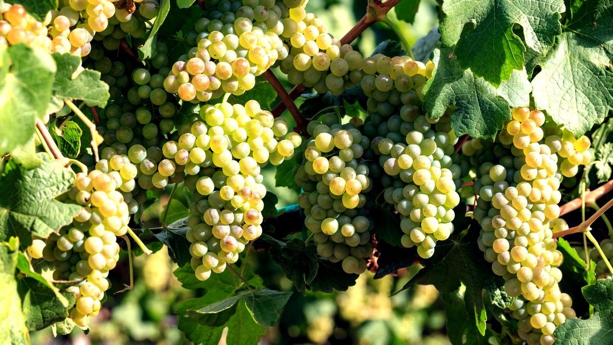 ����� ����: ����� ������, ������� ���� ������ ����