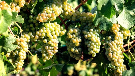 ����� ����: ����� ������, ������� ���� ������ ����