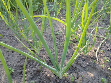 Как защитить лук от вредителей: простые методы и эффективные рекомендации