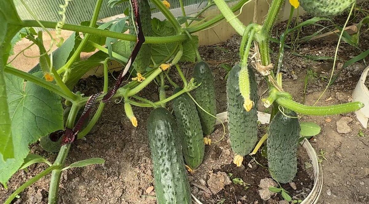 ��� ����� ��������� � ����� �������: ������������� ����������� ���������