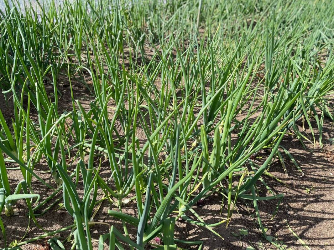 ������� ��������� ��������� ����