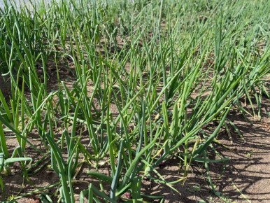 Секреты финальной подкормки лука