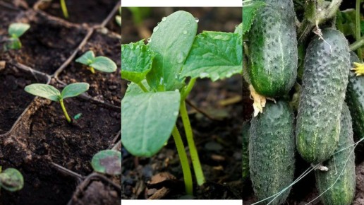 ��� ��������� ������ �� ������ ������: ������� ��������� ����������