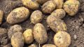Новый подход к повышению урожайности картофеля в сложных условиях
