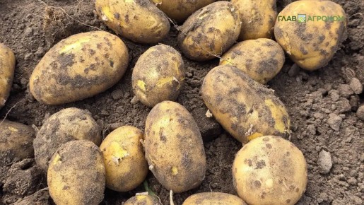 Новый подход к повышению урожайности картофеля в сложных условиях