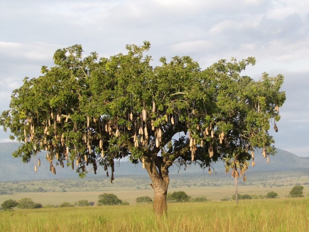 ����������� ��������� ������: ������������ ����� �������