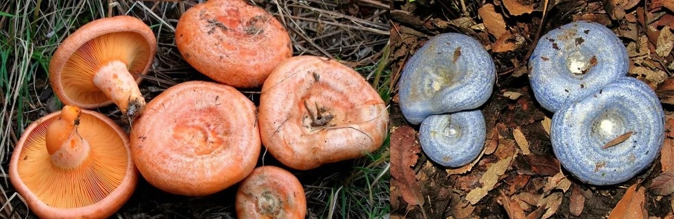 Интригующий мир рыжиков: сколько их в Америке?