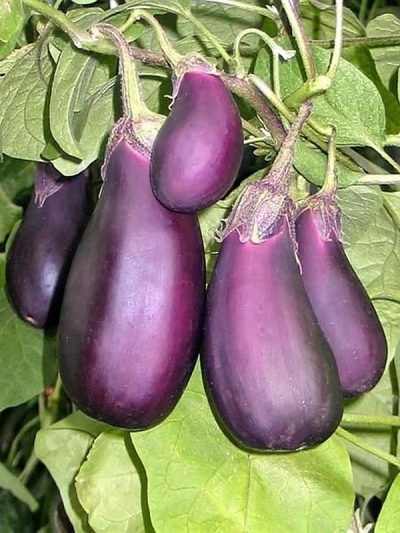 Лучшие сорта баклажанов для открытого грунта: как выбрать неподводящие варианты