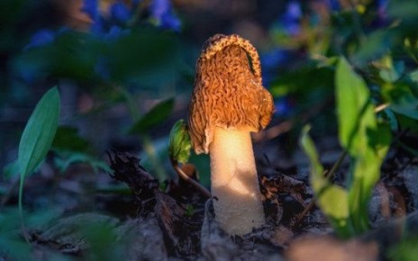 В Новосибирской области запретят сбор 30 видов грибов