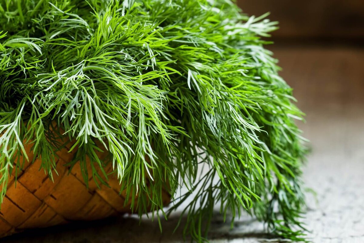 Новый способ сохранить укроп: ароматный запас до следующего сезона