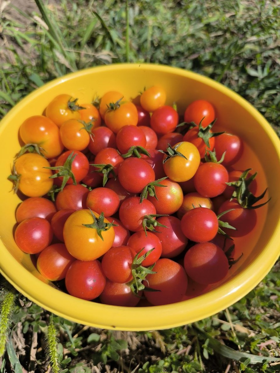 Как сохранить здоровье томатов: эффективные методы защиты от болезней