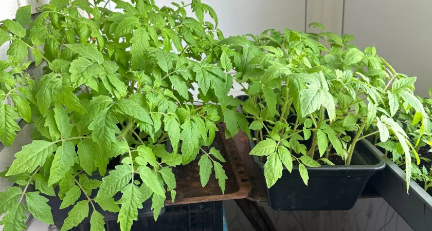 Как вырастить домашние помидоры на подоконнике даже в морозы