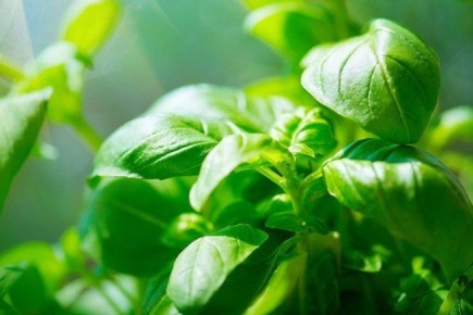 �������� ������������� �������� � ��� ������������ �������� ��� �����