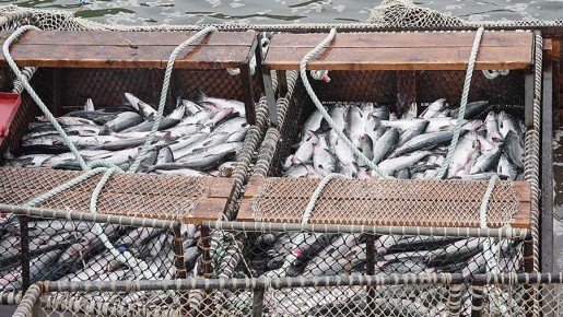 �������� ������ ���� � �������� ��������: ��������� �������