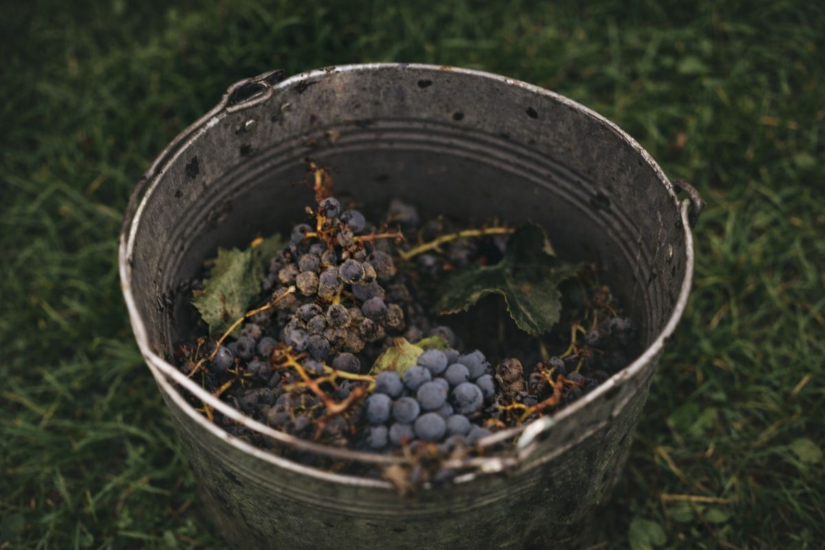 Как вино становится сухим: от сладости к гармонии вкуса