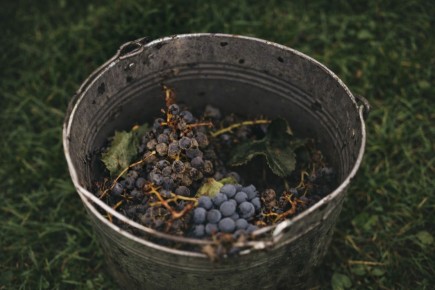 Как вино становится сухим: от сладости к гармонии вкуса