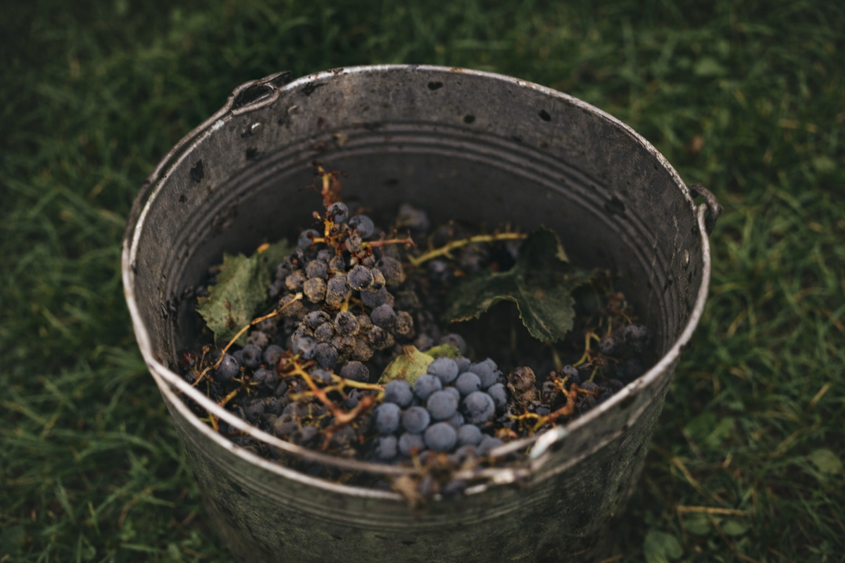 Как вино становится сухим: от сладости к гармонии вкуса