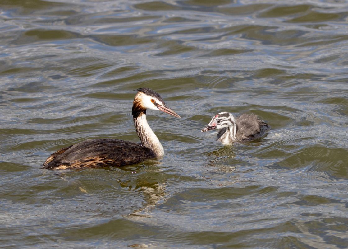 ������ ������ �����: ��� �������� ������ ����� �������