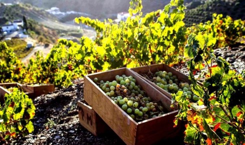 Херес: Обновленный Взгляд На Испанское Сокровище