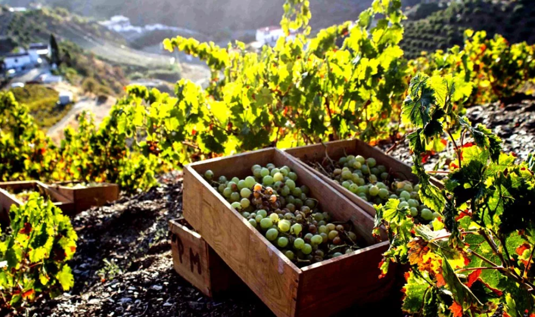 Херес: Обновленный Взгляд На Испанское Сокровище