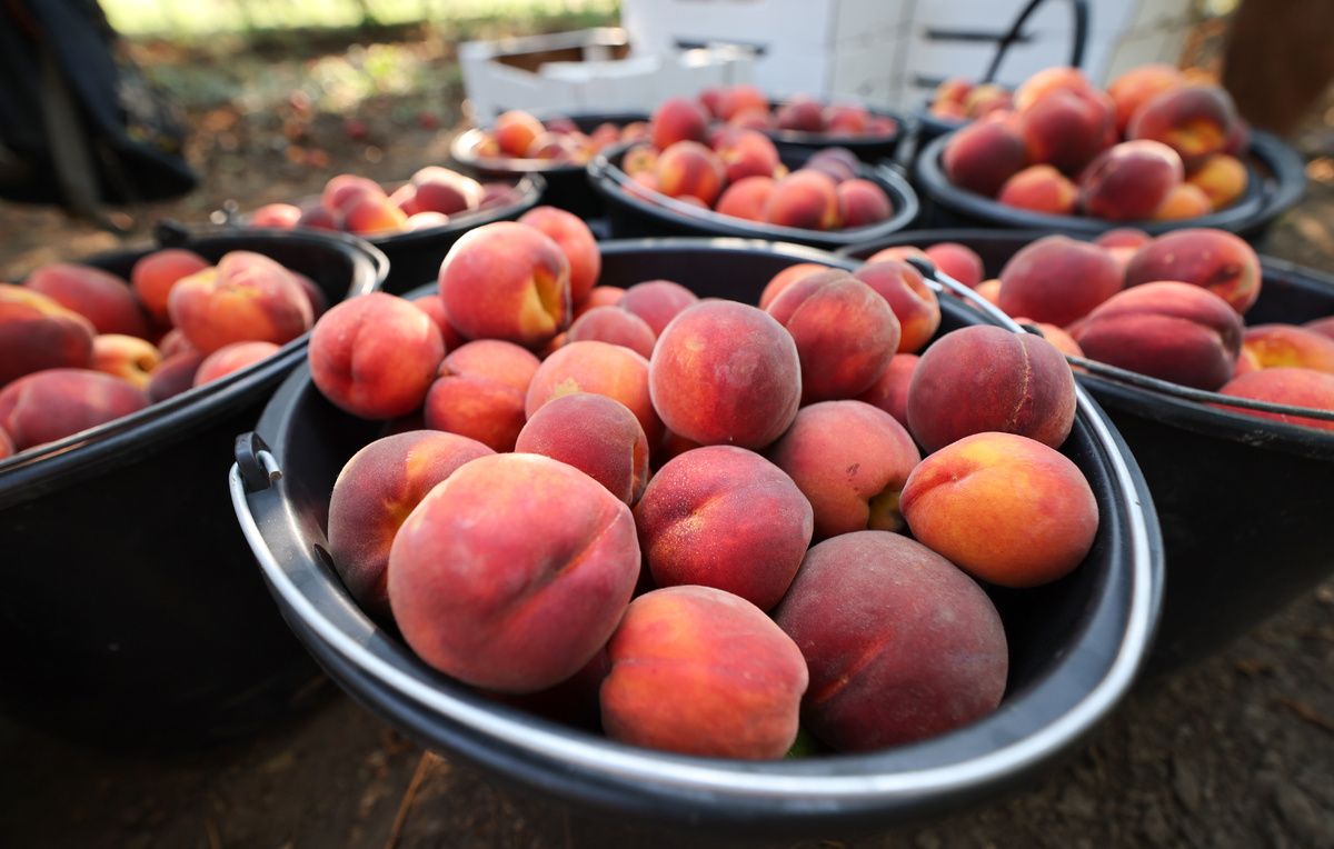 Как фруктоза влияет на здоровье печени и что об этом важно знать