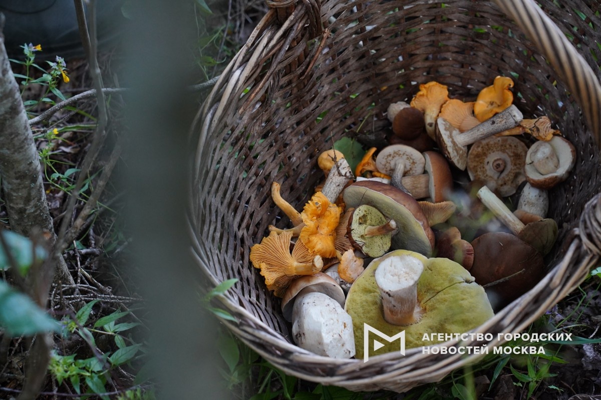 Зимние опята: сбор грибов в Подмосковье до конца февраля