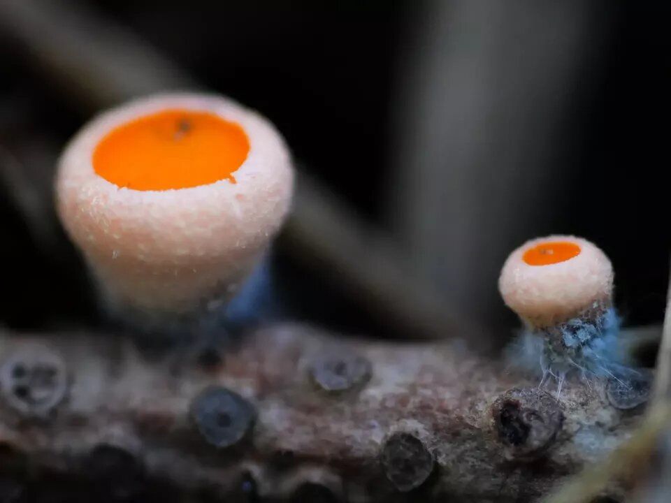 Первые весенние грибы появились на берегу Телецкого озера