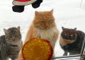 Печенье для души: как уличные коты вдохновляют на кулинарные шедевры