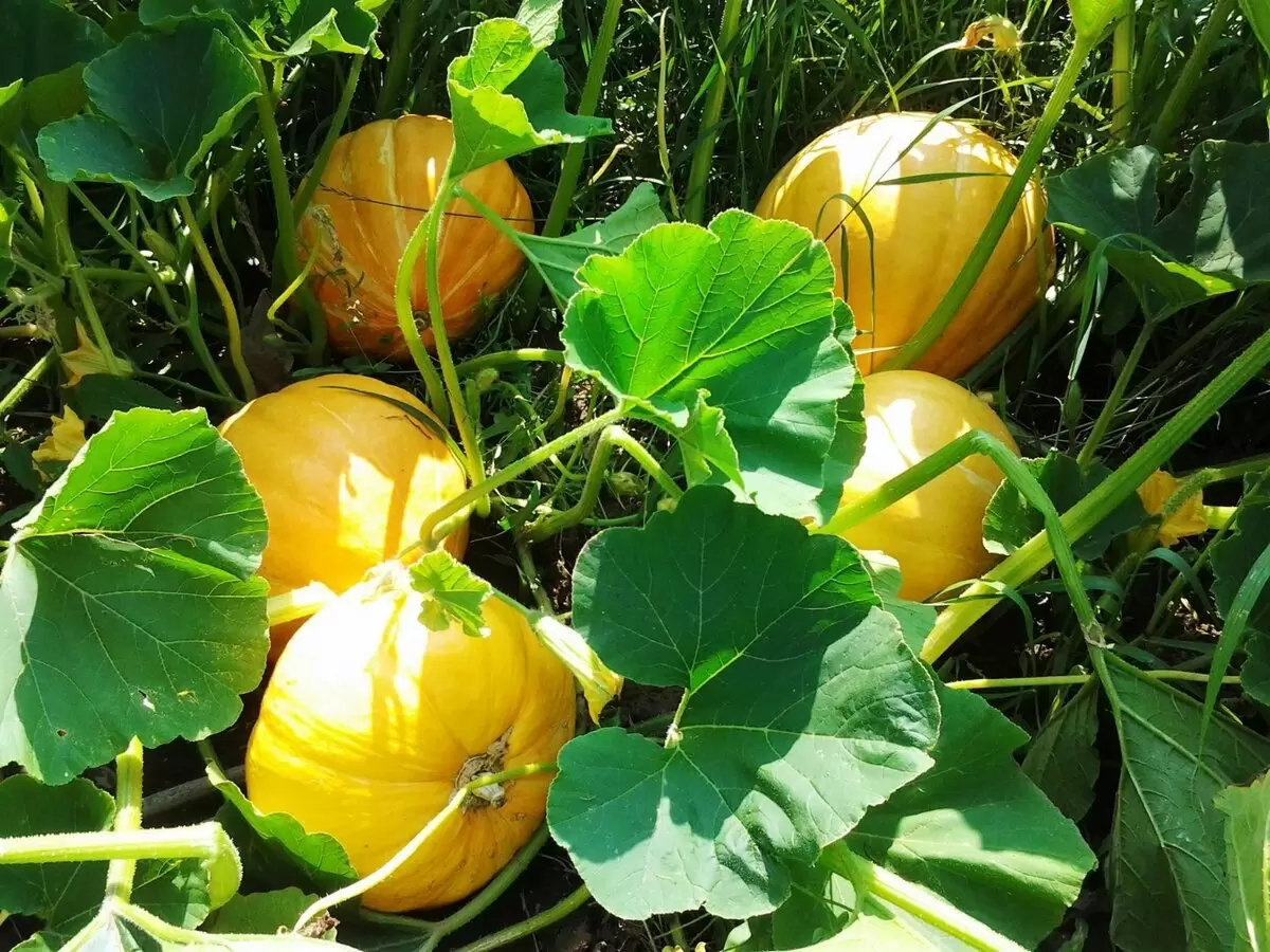 Сладкий и питательный тыквенный компот на зиму