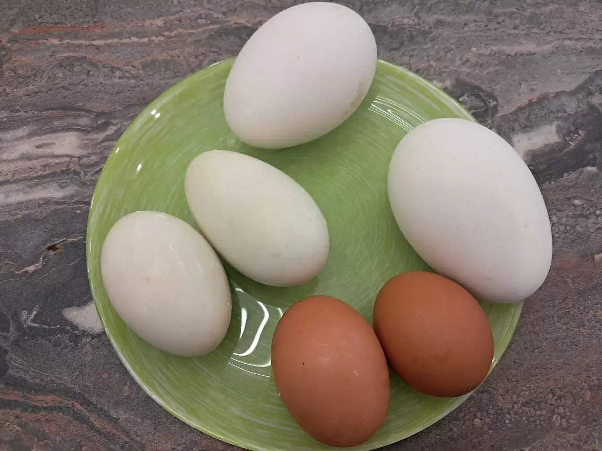 Гусиные и утиные яйца: стоит ли их пробовать или лучше избегать?