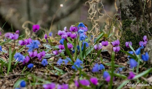 Весна в Грузии: время обновления, традиций и цветущих садов