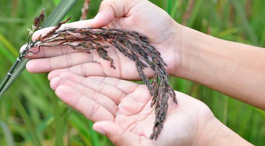 Тайны черного риса: от древнего деликатеса до современного суперфуда