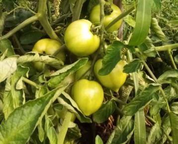 ��� ������ ��������� �������� ������ �������: ������� ����������