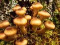 Опёнки: Лесные Дары, которые Стоит Искать