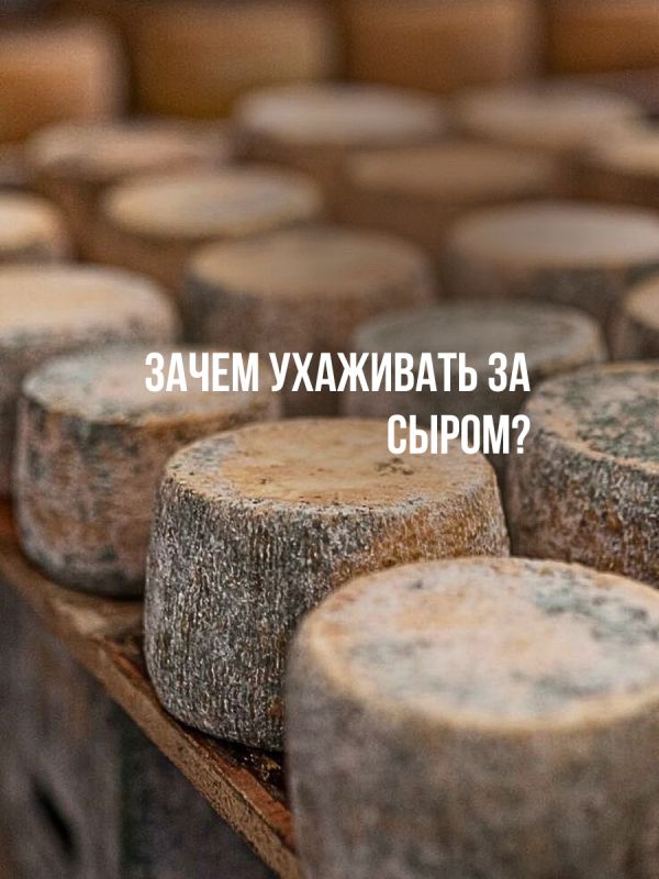 Как добиться идеального вызревания сыра: советы и секреты