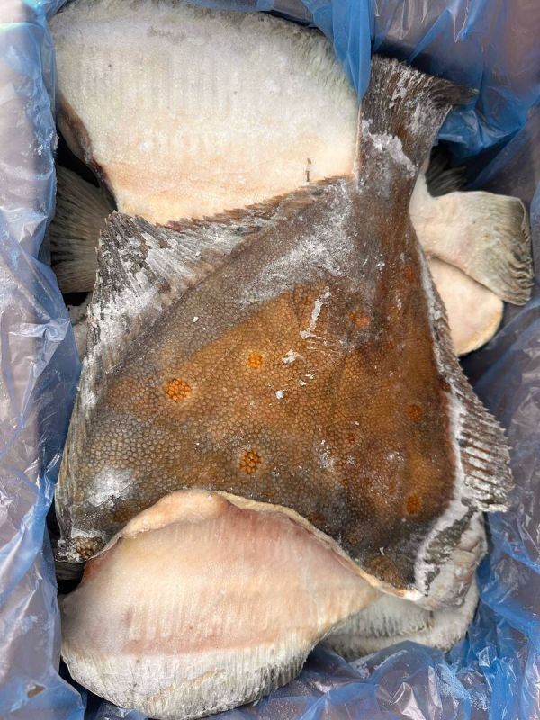 Камбала от Черного моря: свежесть и качество по доступной цене